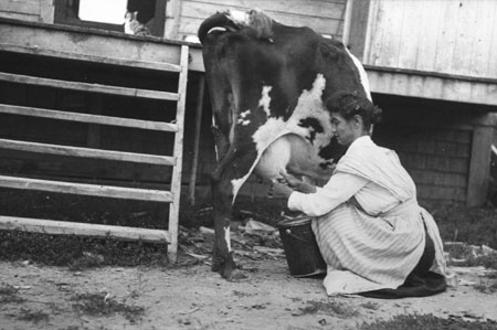Mrs. Elizabeth Quinn milking a cow, Sainte-Genevive-de-Batiscan, Qubec, 1922., © CMC/MCC, Edouard Zotique Massicotte, 58038