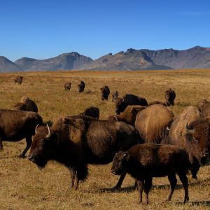Troupeau de bisons d’Amérique