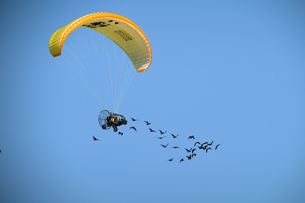 La migration des oiseaux