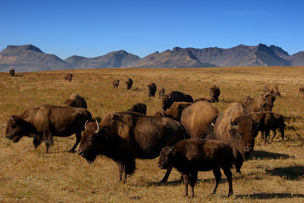 Troupeau de bisons d’Amérique