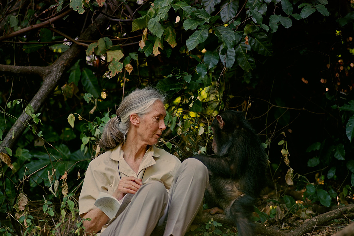 Une femme et un chimpanzé