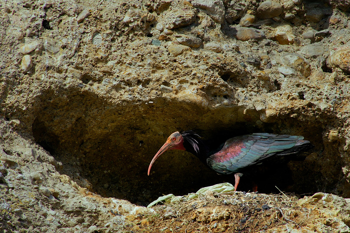 Un oiseau