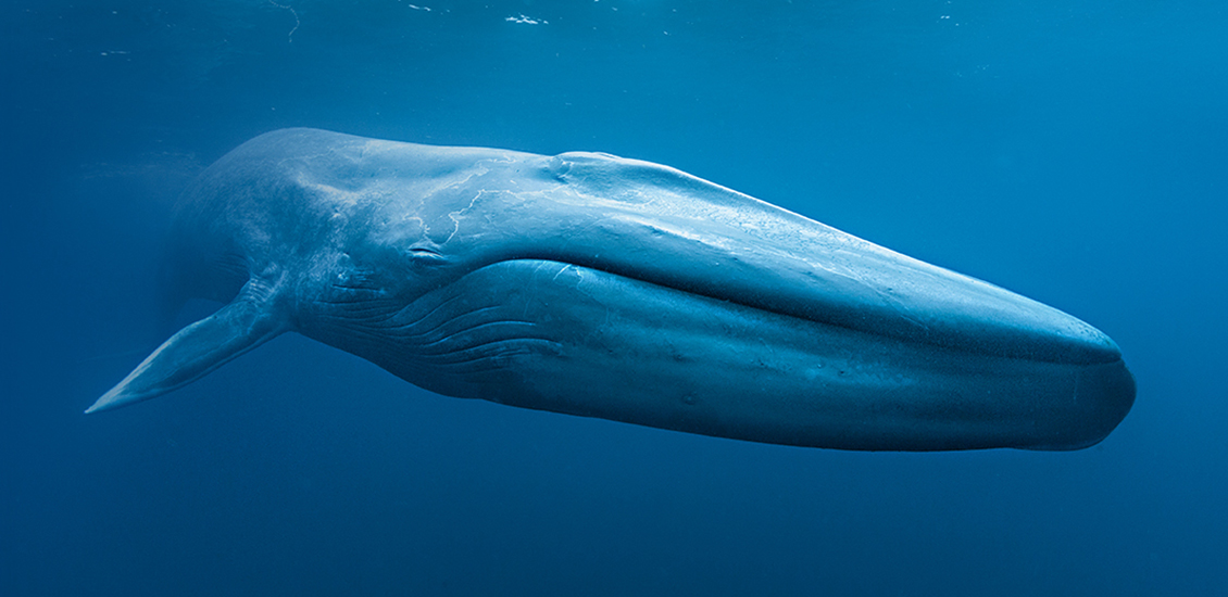 Une baleine bleue