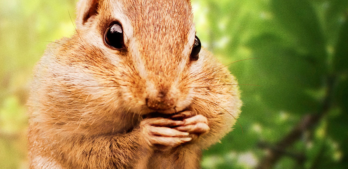 Un petit suisse, ses joues plein de noix, sur une branche d'arbre