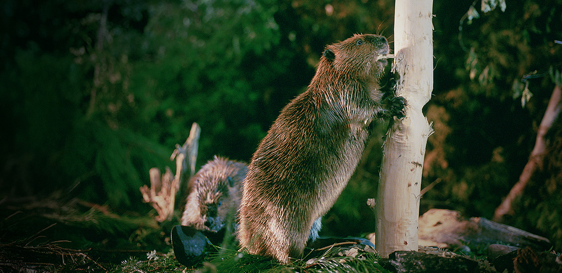 Un castor rongeant un arbre